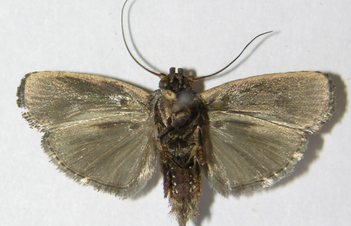 Figura 13. Adulto de <i>Chlamydastis elenaulateae</i> (Depressariidae) vista dorsal. Voucher 09-SRNP-71286-DHJ516685.jpg.