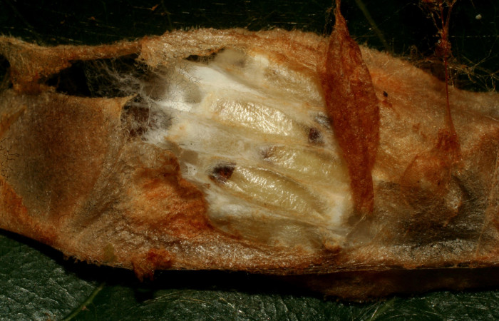 Figura 10. Capullo de prepupa de <i>Chlamydastis elenaulateae</i> (Depressariidae) parasitada, por avispas de la familia (Braconidae) <i>Hypomicrogaster</i> Whitfield21. Voucher 10-SRNP-30440-DHJ471465.jpg.