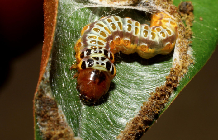 Figura 8. <i>Chlamydastis elenaulateae</i> (Depressariidae) ultimo estadio, posición frontal. Estación Caribe, San Lucas. Voucher 10-SRNP-41249-DHJ468906.jpg.