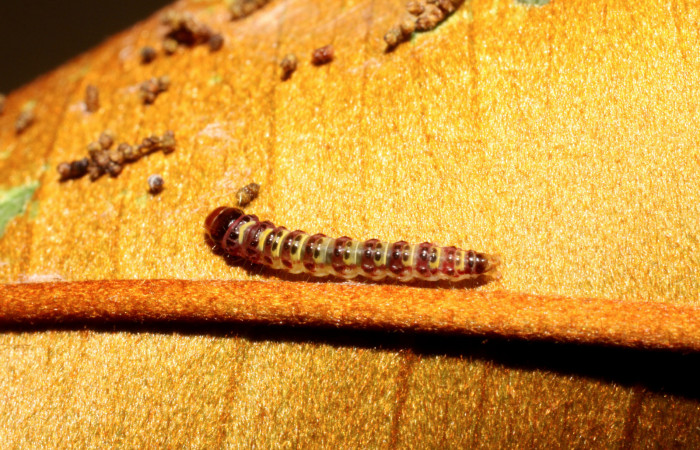 Figura 2. <i>Chlamydastis elenaulateae</i> (Depressariidae) tercer estadio, posición dorsal, Estación Caribe, San Lucas. Voucher 10-SRNP-41250-DHJ468911.jpg.