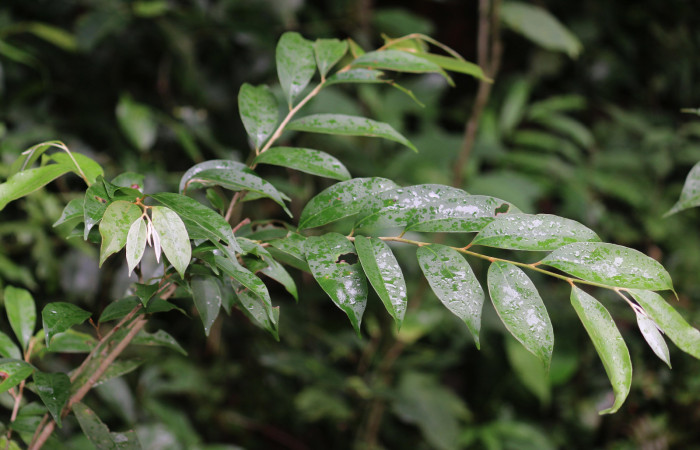 Figura 14. Planta hospedera <i>Chrysophyllum brenesii </i> (Sapotaceae) de Chlamydastis elenaulateae (Depressariidae) Sector San Cristóbal, Tajo Angeles. Foto. Carolina Cano. Noviembre 2018.