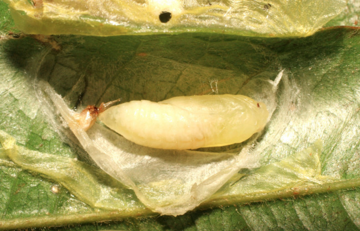 Fig. 11 Larva <i>Dalcerides mesoa</i> (Dalceridae), vista diagonal mide 10mm. Sendero Carica, Sector Pitilla, 740m. 11-SRNP-33268-DHJ484656.