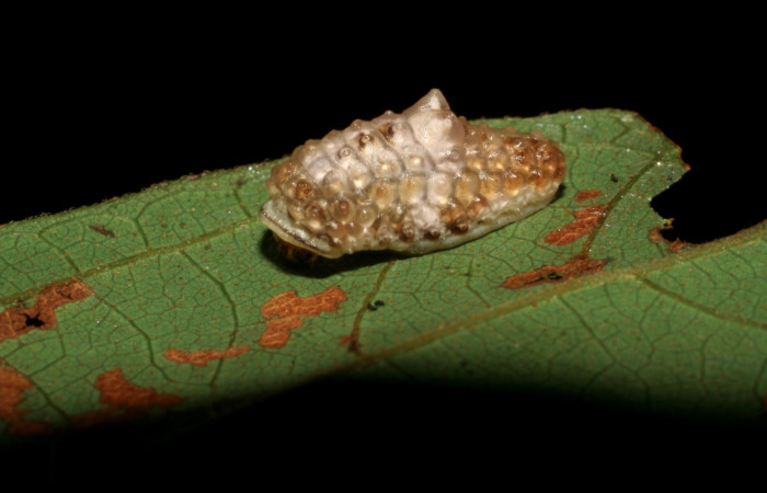 Fig. 15 Larva <i>Dalcerides gugelmanni</i> (Dalceridae), vista diagonal mide 9mm. Pasmompa, Sector Pitilla, 440m. 06-SRNP-33734-DHJ416324.