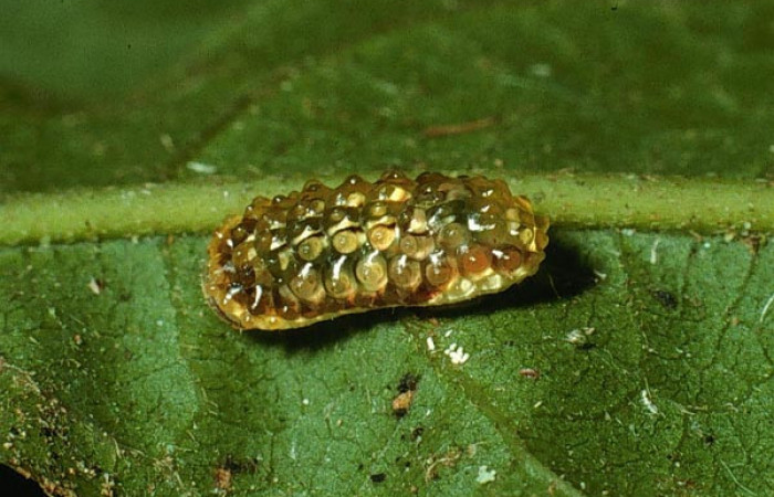 Fig. 3 Larva <i>Dalcerides mesoa</i> (Dalceridae), vista dorsal mide 7mm. Sendero Agua, Sector Cacao 740m. 03-SRNP-3137-DHJ72145.