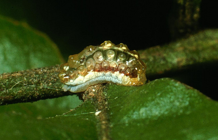 Fig. 4 Larva <i>Dalcerides mesoa</i> (Dalceridae), vista dorsal mide 7mm. Sendero Agua, Sector Cacao 740m. 03-SRNP-3137-DHJ72146.