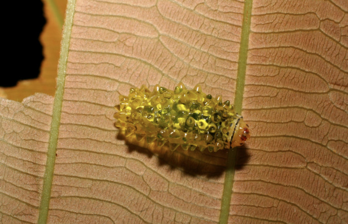 Fig. 5 Larva <i>Dalcerides mesoa</i> (Dalceridae), vista dorsal mide 13mm. Estacion Caribe, Estacion Caribe Pitilla, 740m. 07-SRNP-42025-DHJ427714.