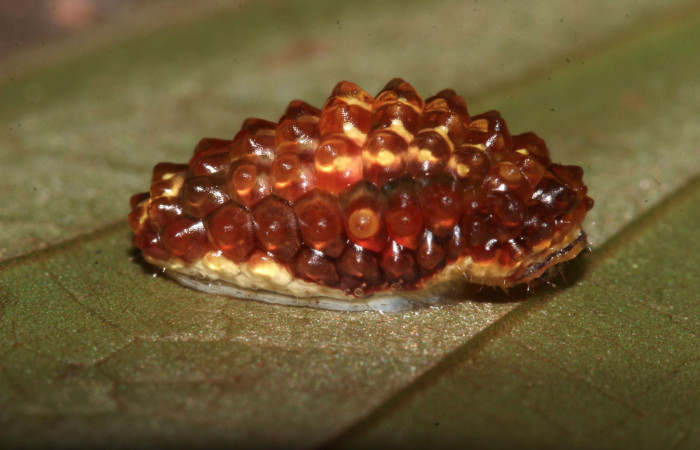 Fig. 7 Larva <i>Dalcerides mesoa</i> (Dalceridae), vista dorsal mide 11mm. Loaciga, Sector Pitilla, 740m. 17-SRNP-31967-DHJ739836.