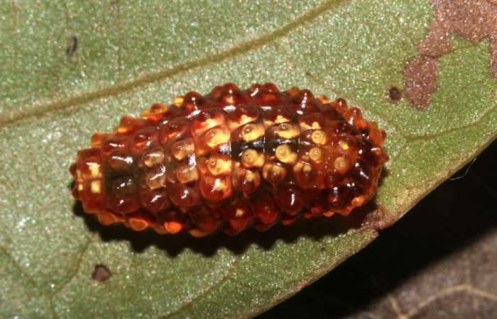 Fig. 8 Larva <i>Dalcerides mesoa</i> (Dalceridae), vista diagonal mide 11mm. Loaciga, Sector Pitilla, 740m. 17-SRNP-31967-DHJ739835.