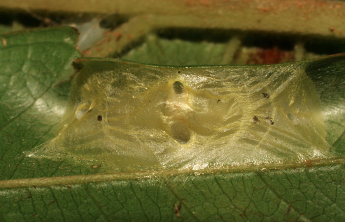 Fig. 9 Larva <i>Dalcerides mesoa</i> (Dalceridae), vista diagonal mide 10mm. Sendero Carica, Sector Pitilla, 740m. 11-SRNP-33268-DHJ484654.