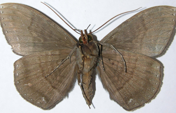 Figura 10. Adulto de <i>Hemeroblemma</i> acronDHJ02 (Erebidae), macho vista ventral, localidad Sendero Manguera, Estación Biológica Quica Sector Pitilla ACG (380m). Voucher: 08-SRNP-72673-DHJ397393.jpg.
