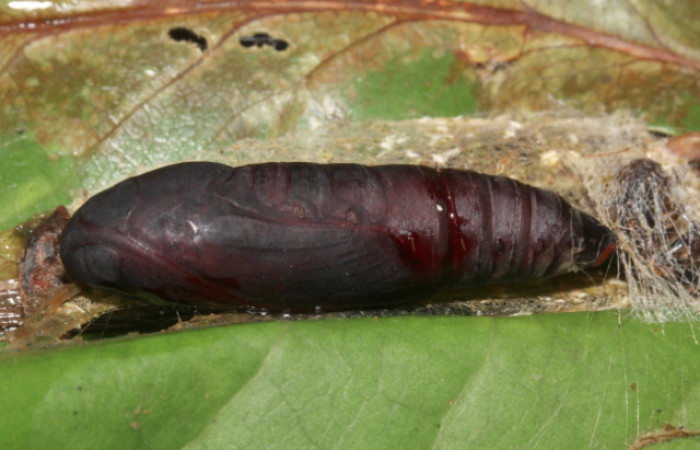 Figura 6. Pupa de <i>Hemeroblemma</i> acronDHJ02 (Erebidae), vista lateral, localidad Sendero Laguna, Sector Pitilla ACG (680m). Voucher: 18-SRNP-31033-DHJ744878.jpg.