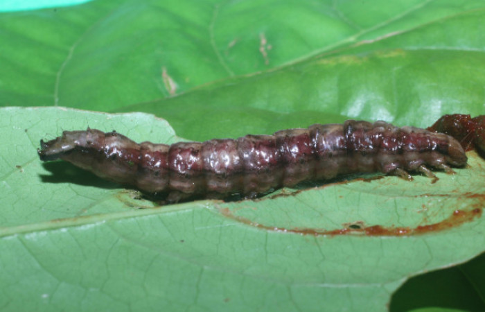 Figura 5. Larva <i>Hemeroblemma</i> acronDHJ02 (Erebidae), en estado de prepupa vista lateral, localidad Flecha, Sector Rincón Rain Forest ACG (491m). Voucher: 18-SRNP-80996-DHJ753457.jpg.