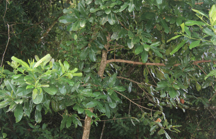 Figura 11. Planta hospedera de <i>Hemeroblemma</i> acronDHJ02 (Erebidae), esta planta se llama <i>Vochysia guatemalensis</i> (Vochysiaceae), localidad Estación Biológica Quica, Sector Pitilla ACG (470m), foto: Ricardo Calero 26 Octubre 2021. 