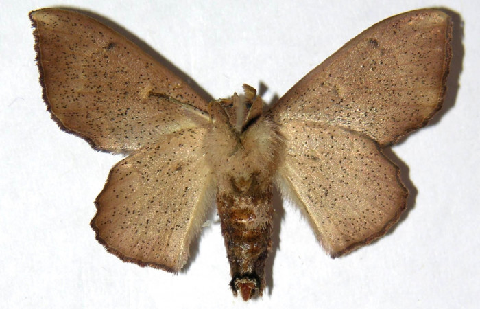 Fig. 8. Adulto <i>Druentica zikana</i> vista dorsal, (hembra) en alas extendidas mide 35 mm.  Voucher 04-SRNP-55677-DHJ330039.