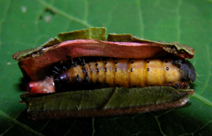 Fig. 6. Prepupa de larva <i>Druentica zikana</i> en ultimo estadío, 25 mm de largo. Estacion Pitilla.   Voucher 05-SRNP-31405-DHJ404066.jpg.