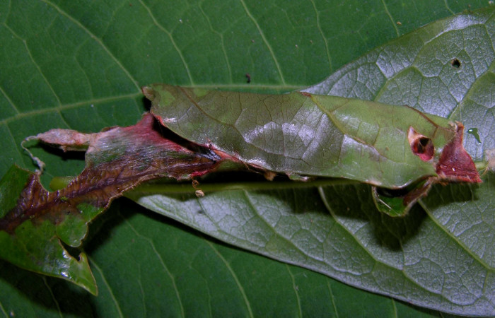 Fig 7. Prepupa de larva <i>Druentica zikana</i> en ultimo estadío, 30 mm de largo. Estacion Pitilla.   Voucher 05-SRNP-31406-DHJ404068.jpg.