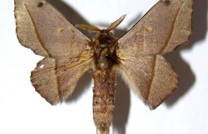 Fig. 10. Adulto <i>Druentica zikana</i> vista dorsal, (macho)en alas extendidas mide 33 mm. Voucher 05-SRNP-31450-DHJ329956.  