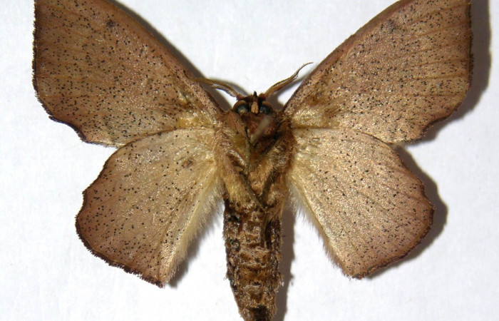 Fig. 9. Adulto <i>Druentica zikana</i> vista ventral,  (hembra) en alas extendidas mide 36 mm.  Voucher 05-SRNP-3174-DHJ330047.