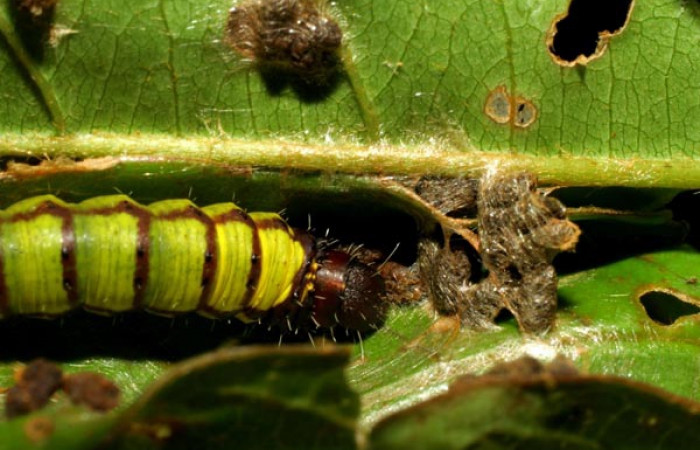 Fig. 1. Larva <i>Druentica zikana</i> vista dorsal, en penultimo estadío mide de largo 19 mm. Colectada en Sector Pitilla. Voucher 07-SRNP-32884-DHJ433638.jpg.