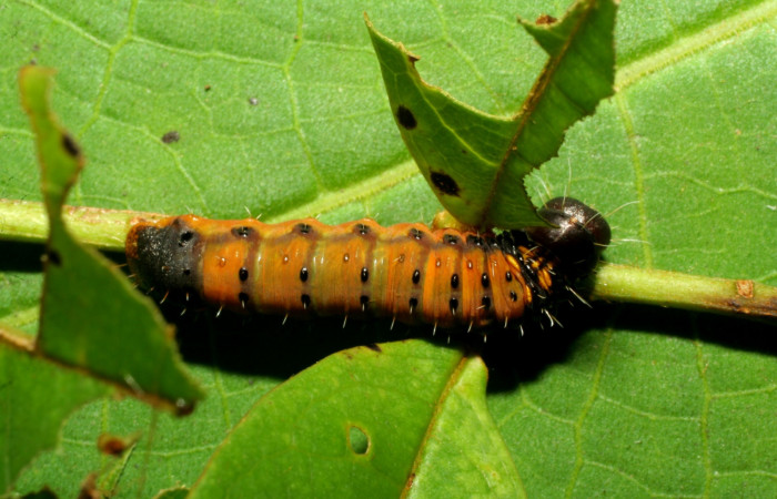 Fig. 3. Larva <i>Druentica zikana</i> último estadío 23mm de largo.   Voucher 07-SRNP-32884-DHJ433640.jpg.