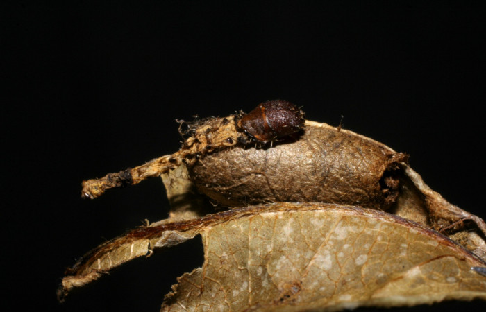 Fig. 13 Capullo de parásito Ichneumonidae, junto al cadáver de larva <i>Druentica zikana</i> en penúltimo estadío. Voucher 07-SRNP-32899-DHJ448584.jpg