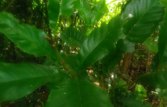 (Fig. 4) Vochysia guatemalensis familia Vochysiaceae: Planta hospedera de larva, <i>Druentica zikana</i> (Mimallonidae),creciendo en estación Llanura, foto tomada 10/31/2021. Cirilo Umaña  Dominguez.