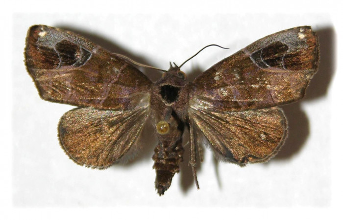 Figura 1. Adulto de <i>Closteromorpha modesta</i>(Noctuidae), vista dorsal, localidad Casa Uno, Secto El Hacha ACG (280m). Voucher: 00-SRNP-4168-DHJ313102.jpg.