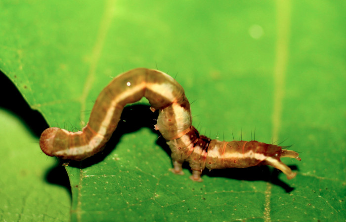 Figura 17. Larva de <i>Closteromorpha</i> Poole01 (Noctuidae), vista lateral, localidad Sendero Huerta, Sector San Cristobal ACG (527m). Voucher: 06-SRNP-5444-DHJ415665.jpg.