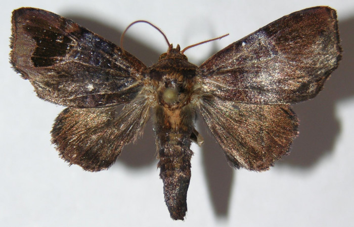 Figura 18. Adulto de <i>Closteromorpha</i> Poole01 (Noctuidae), vista dorsal, localidad Puente Palma, Sector San Cristóbal ACG (460m). Voucher: 09-SRNP-2170-DHJ514866.jpg.