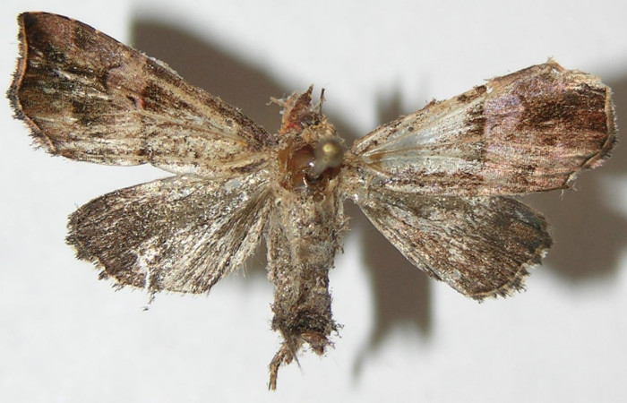 Figura 15. Adulto de <i>Closteromorpha reniplaga</i> , macho (Noctuidae), vista dorsal, localidad Puente Palma, Sector San Cristobal ACG (460m). Voucher: 09-SRNP-65-DHJ506298.jpg.