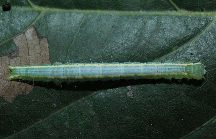 Figura 5. Larva <i>Closteromorpha modesta</i> (Noctuidae), en último estadío (U), vista dorsal, localidad Medrano Estación Biológica Quica, Sector Pitilla ACG (380m). Voucher: 14-SRNP-72174-DHJ726587.jpg.
