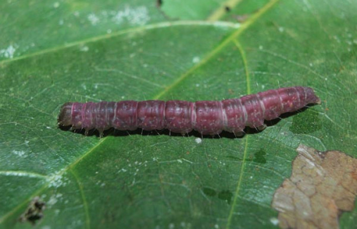 Figura 6. Prepupa de <i>Closteromorpha modesta</i> (Noctuidae), vista lateral, localidad Medrano Estación Biológica Quica, Sector Pitilla ACG (380m). Voucher:14-SRNP-72174-DHJ726592.jpg.
