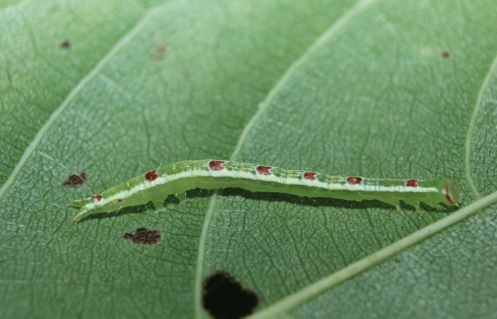 Figura 2. Larva <i>Closteromorpha modesta</i> (Noctuidae), en penúltimo estadío (PU), vista lateral, localidad Medrano Estación Biológica Quica, Sector Pitilla ACG (380m). Voucher: 14-SRNP-72192-DHJ726658.jpg.