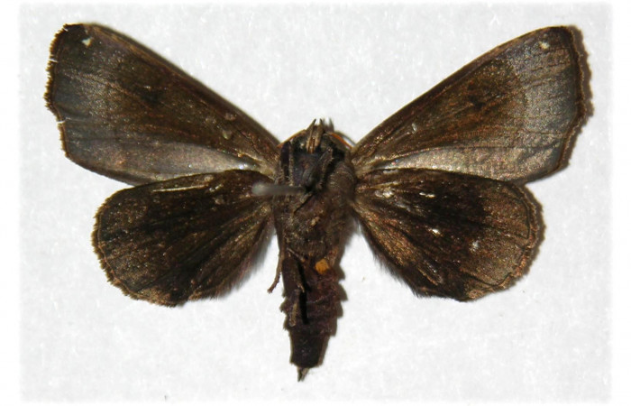Figura 9. Adulto de <i>Closteromorpha modesta</i>, macho (Noctuidae), vista ventral, localidad Laguna Agua Buena, Sector El Hacha ACG (220m. Voucher: 96-SRNP-11656-DHJ313099.jpg.