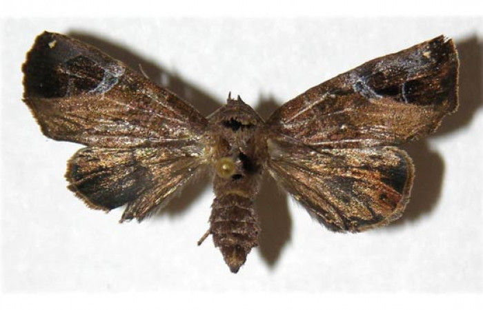 Figura 10. Adulto de <i>Closteromorpha modesta</i>, hembra (Noctuidae), vista dorsal, localidad Laguna Agua Buena, Sector El Hacha ACG (220m. Voucher: 96-SRNP-11657-DHJ313096.jpg.