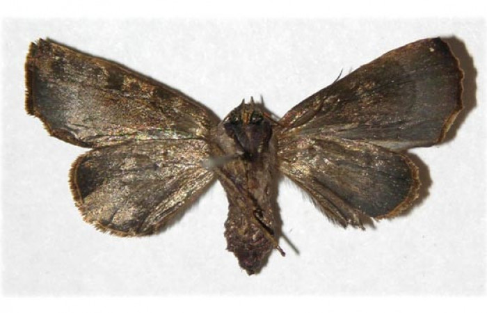 Figura 11. Adulto de <i>Closteromorpha modesta</i>, hembra (Noctuidae), vista ventral, localidad Laguna Agua Buena, Sector El Hacha ACG (220m. Voucher: 96-SRNP-11657-DHJ313097.jpg.