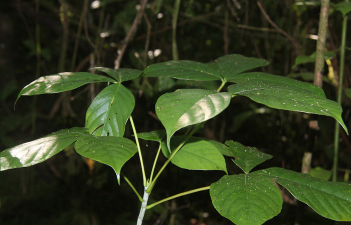 Figura 19. Planta hospedera de <i>Closteromorpha modesta</i> (Noctuidae), esta planta se llama <i>Pseudobombax septenatum</i> (Malvaceae), localidad Medrano Estación Biológica Quica Sector Pitilla (ACG) (380m). Foto; Ricardo Calero, 28 Octubre 2021