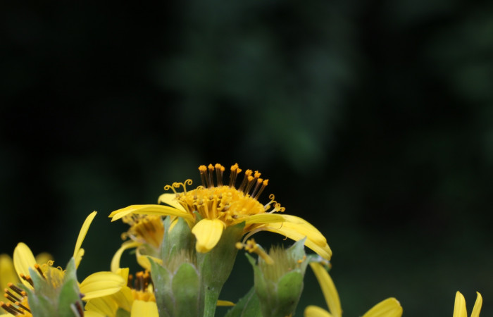 Figura. 12 Inflorescencia <i>Lasianthaea fruticosa</i>, (Asteraceae). Area de Conservación Guanacaste, Sector Rincón Rain Forest, Estación Leiva, Sendero Selva, (elevación 491 metros), colectada el 5 noviembre 2021. Foto. Jorge Hernández.