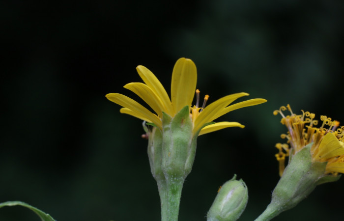 Figura. 13 Cáliz <i>Lasianthaea fruticosa</i>, (Asteraceae). Area de Conservación Guanacaste, Sector Rincón Rain Forest, Estación Leiva, Sendero Selva, (elevación 491 metros), colectada el 5 noviembre 2021. Foto. Jorge Hernández.