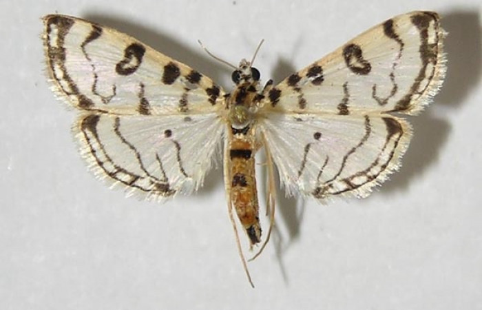 Figura. 16 Adulto  <i>Conchylodes</i> BioLep10 (Crambidae), posición vista dorsal. (10-SRNP-40630-DHJ524880.
