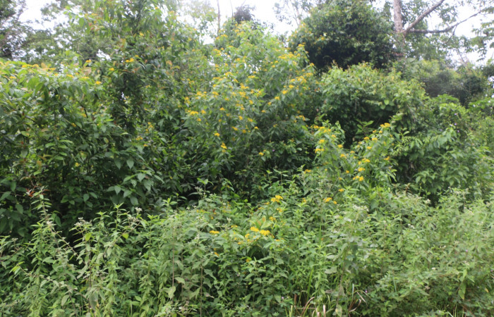 Figura. 1 Habitad <i>Lasianthaea fruticosa</i>, (Asteraceae). Area de Conservación Guanacaste, Sector Rincón Rain Forest, Estación Leiva, Sendero Selva, (elevación 491 metros), colectada el 5  noviembre 2021. Foto. Jorge Hernández.