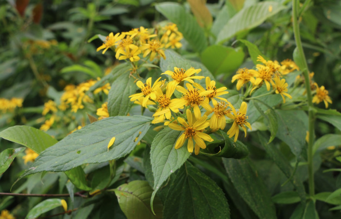 Figura. 2 Habitad <i>Lasianthaea fruticosa</i>, (Asteraceae). Area de Conservación Guanacaste, Sector Rincón Rain Forest, Estación Leiva, Sendero Selva, (elevación 491 metros), colectada el 5  noviembre 2021. Foto. Jorge Hernández.