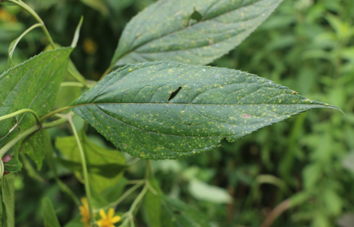 Figura. 4 Hoja haz <i>Lasianthaea fruticosa</i>, (Asteraceae). Area de Conservación Guanacaste, Sector Rincón Rain Forest, Estación Leiva, Sendero Selva, (elevación 491 metros), colectada el 5  noviembre 2021. Foto, Jorge Hernández.