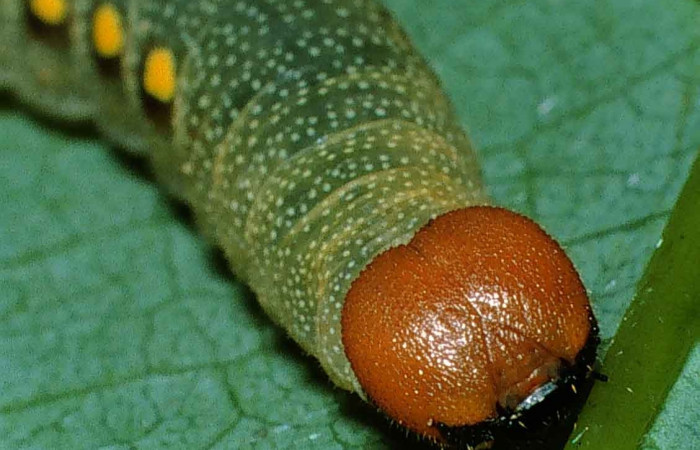 Figura 12. Cabeza<i>Venada cacao</i>, (Hesperiidae), en la planta <i>Persea americana</i>  (introducido) (Lauraceae). Sector Cacao, Sendero Derrumbe, (elevación 1220 metros. Colectada 26 abril 1999. (99-SRNP-552-DHJ50170.jpg).