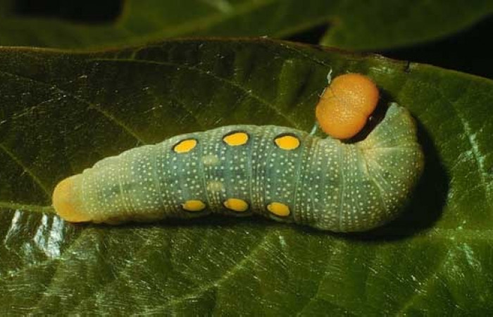 Figura 13. Dorsal entero <i>Venada cacao</i>, (Hesperiidae), en la planta <i>Persea americana</i> (introducido), (Lauraceae). Sector Cacao, Estación Cacao, (elevación 1150 metros). Colectada 2 agosto 2002. (02-SRNP-23364-DHJ69297.jpg).