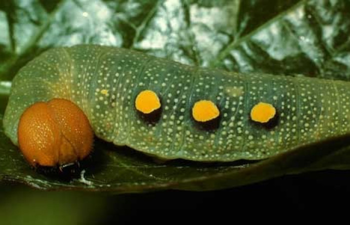 Figura 14. Lateral central <i>Venada cacao</i>, (Hesperiidae), en la planta <i>Persea americana</i> (introducido), (Lauraceae). Sector Cacao, Estación Cacao, (elevación 1150 metros). Colectada 2 agosto 2002. (02-SRNP-23364-DHJ69299.jpg).