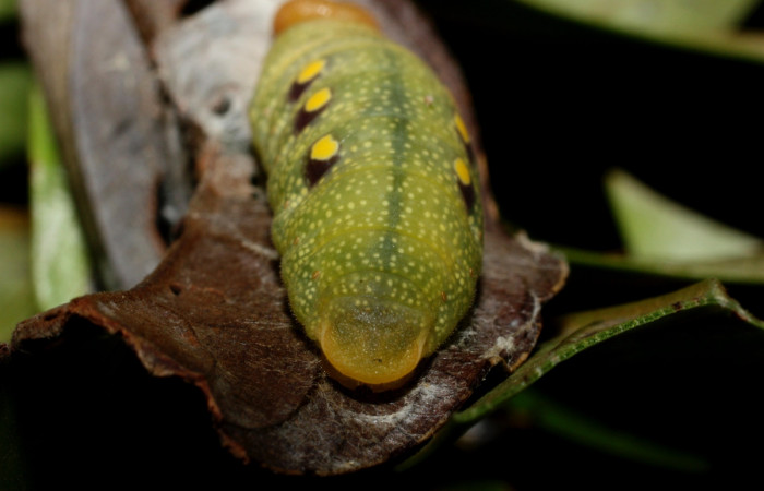 Figura 15. Parte posterior <i>Venada cacao</i>, (Hesperiidae), en la planta <i>Persea americana</i> (introducido), (Lauraceae). Sector Cacao, Naranjales, (elevación 1030 metros). Colectada 2 agosto 2002. (11-SRNP-35330-DHJ496912.jpg).