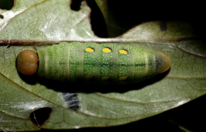 Figura 16. Prepupa <i>Venada cacao</i>, (Hesperiidae), en la planta [iOcotea hartshorniana</i> (Lauraceae). Sector Cacao, Naranjales, (elevación 1030 metros). Colectada 2 agosto 2002. (11-SRNP-35373-DHJ497006.jpg).