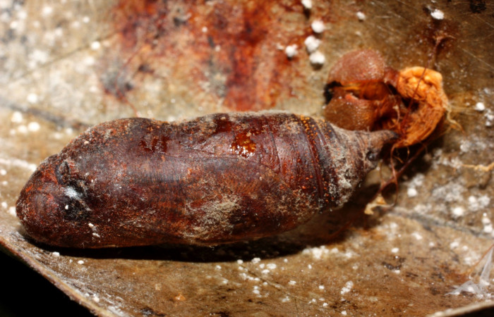 Figura 17. Pupa <i>Venada cacao</i>, (Hesperiidae), dorsal entero. Sector Cacao Naranjales, (elevación 1030 metros). Colectada  20 mayo 2011. (11-SRNP-35373-DHJ497012.jpg).