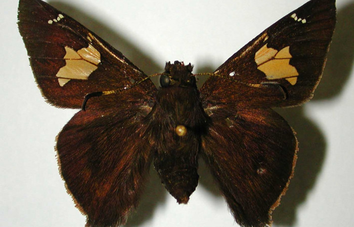 Figura 18. Adulto <i>Venada cacao</i> (Hesperiidae), posición vista dorsal (macho). (01-SRNP-6880-DHJ33084).